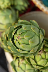 artichoke, camus de Bretagne