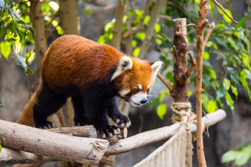 Red panda in the zoo park
