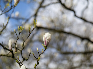 magnolia flowers in the sunshine