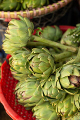 artichoke, camus de Bretagne