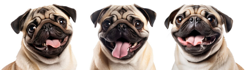 Pug png element set on transparent background