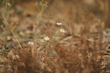 Daisies against a brown backdrop