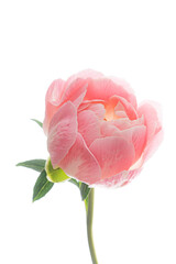 fresh peony on the white