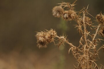 Closeup of a thistle