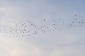 Migratory bird egret fly over the sky