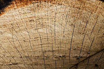 Beautiful wooden fracture old oak.