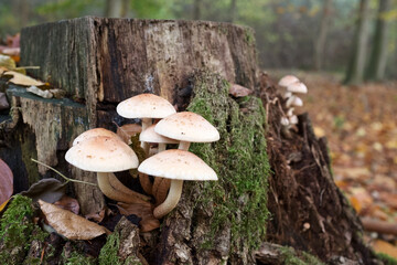 Close-up picture of mushroom.