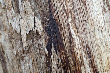 Old Wood Tree Bark Texture