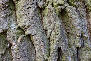 Old Wood Tree Bark Texture
