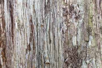 Old Wood Tree Bark Texture