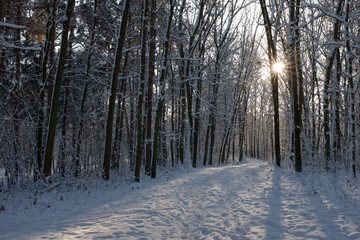 Rows of pine trunks with the sun's rays passing through.
