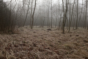 Mysterious fog among the trees in the autumn forest in Czechia.