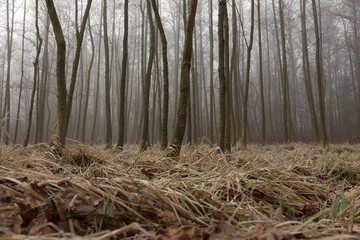 Mysterious fog among the trees in the autumn forest in Czechia.