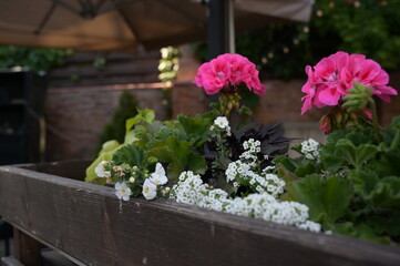 flowers in an urban environment