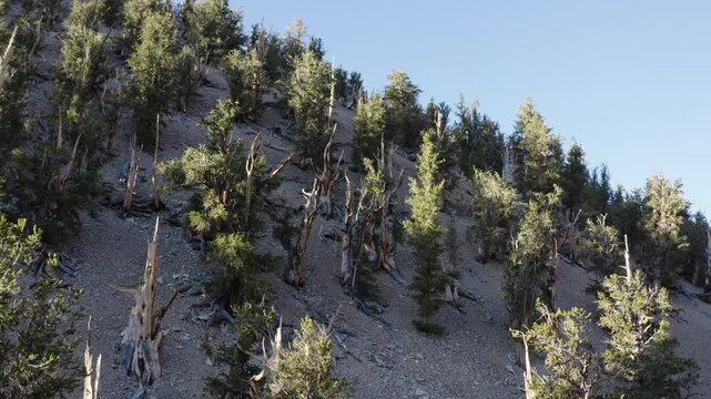 Drone flies over the ancient bristlecone pine forest, California, United States and captures the view of forest trees.