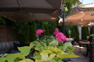 flowers in an urban environment