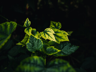 Plant leaves