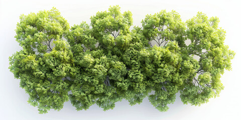 Fototapeta premium Dense Cluster of Lush Green Plants
