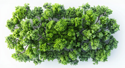Obraz premium Cluster of Lush Green Bushes