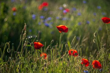 poppies in the field