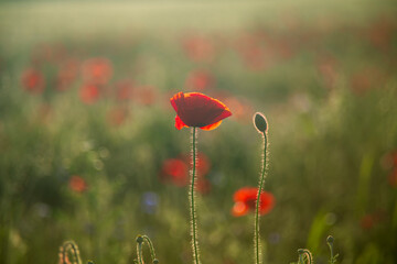 poppies in the field