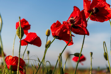 red poppy in the field against blue sky