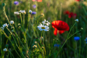 red poppy and daisy