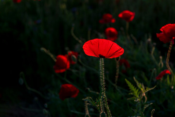 red poppy in a field