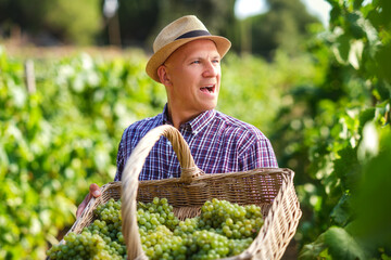 Man Harvest Grapes Plantation Basket