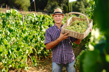 Man Harvest Grapes Plantation Basket