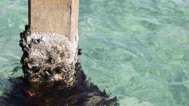 Bivalve Molluscs on Pier Pilon
