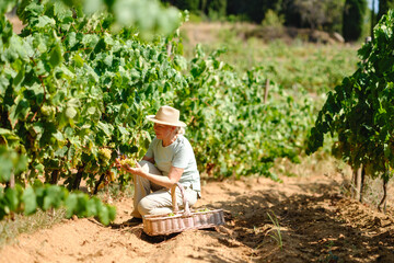 Woman Farmer Harvest Grapes Plantation Agriculture
