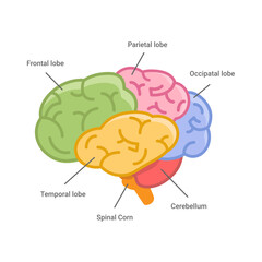 Sections of the human brain diagram with text description and names. Brain structure illustration