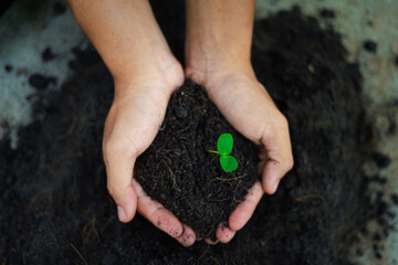 Beginning : Hands cover A sapling grows from the fertile soil into the shining morning sun. National Tree Planting Day, save the world, farm. Planting seedlings using seeds, save nature.