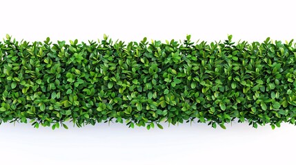 Lush emerald hedgerow or verdant foliage barrier on secluded backdrop.