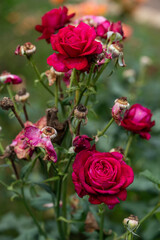 ばらの花と咲き殻