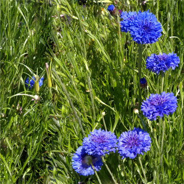 草原に青い草花が咲く背景のベクターイラスト、シームレス