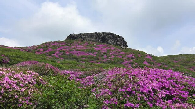 ミヤマキリシマの絶景が続く阿蘇高岳 天狗の舞台 登山道