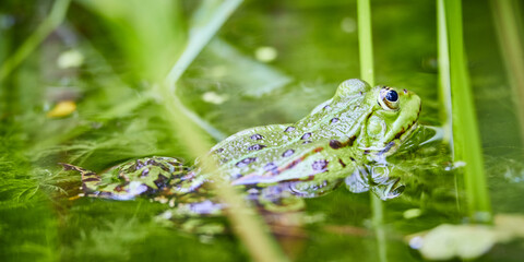 closeup of beautiful frog