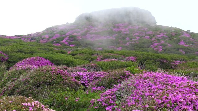 ミヤマキリシマの絶景が続く阿蘇高岳 天狗の舞台 登山道