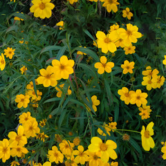 草むらに黄色い花が咲く背景のベクターイラスト、シームレス