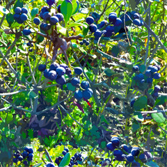 たわわに実った紫の果実のベクターイラスト、シームレス