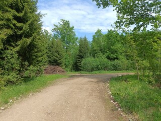 Road in forest in Siauliai county during sunny summer day. Oak and birch tree woodland. Sunny day with white clouds in blue sky. Bushes are growing in woods. Sandy road. Nature. Summer season. Miskas.