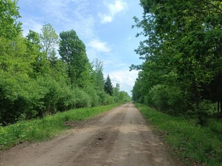 Road in forest in Siauliai county during sunny summer day. Oak and birch tree woodland. Sunny day with white clouds in blue sky. Bushes are growing in woods. Sandy road. Nature. Summer season. Miskas.