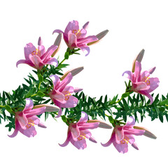 ピンク色のユリの花のイラストのシームレスパターン、ベクターイラスト