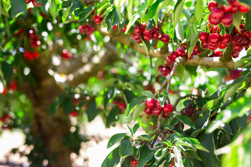 Ripe cherries on tree branches in cherry orchard