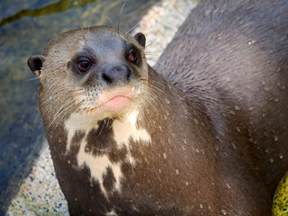 Portrait of giant otter (Pteronura brasiliensis) seen from front