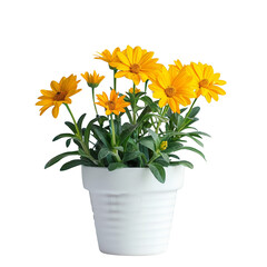 Fototapeta premium Bright yellow flowers in a white pot, bringing a touch of nature and color to any space, ideal for home decoration and indoor gardening. isolated on white background. transparent background. 