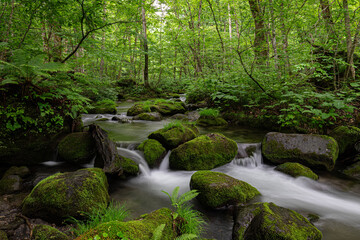 Fototapeta premium Enchanting Oirase Gorge: A Lush Japanese Forest Wonderland