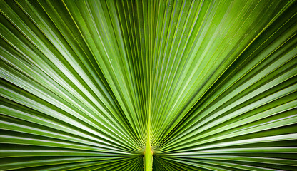 Abstract background from green palm leaf textured